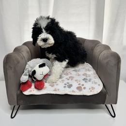 Peter White Collar Male - Black and white male Bernedoodle puppy in Peoria, Arizona from Wroth's Pawsibilities