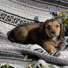 Dachshund Puppies from Neuhund Mini Dachshunds