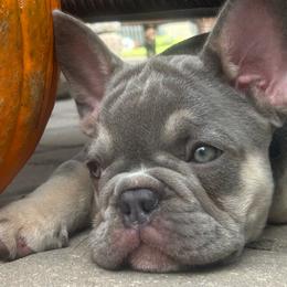 Jasper - Tricolors male French Bulldog puppy in Clermont, Florida from Nala’s Nest