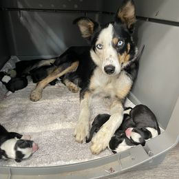 Bernedoodle and Border Collie Puppies from Joni Gibson's Bernedoodles