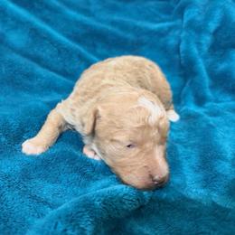 Knox - Yellow and white male Bernedoodle puppy in Warrensburg, Missouri from Dreamer Ridge Puppies