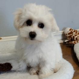 Coton de Tulear Puppies from Coton Country