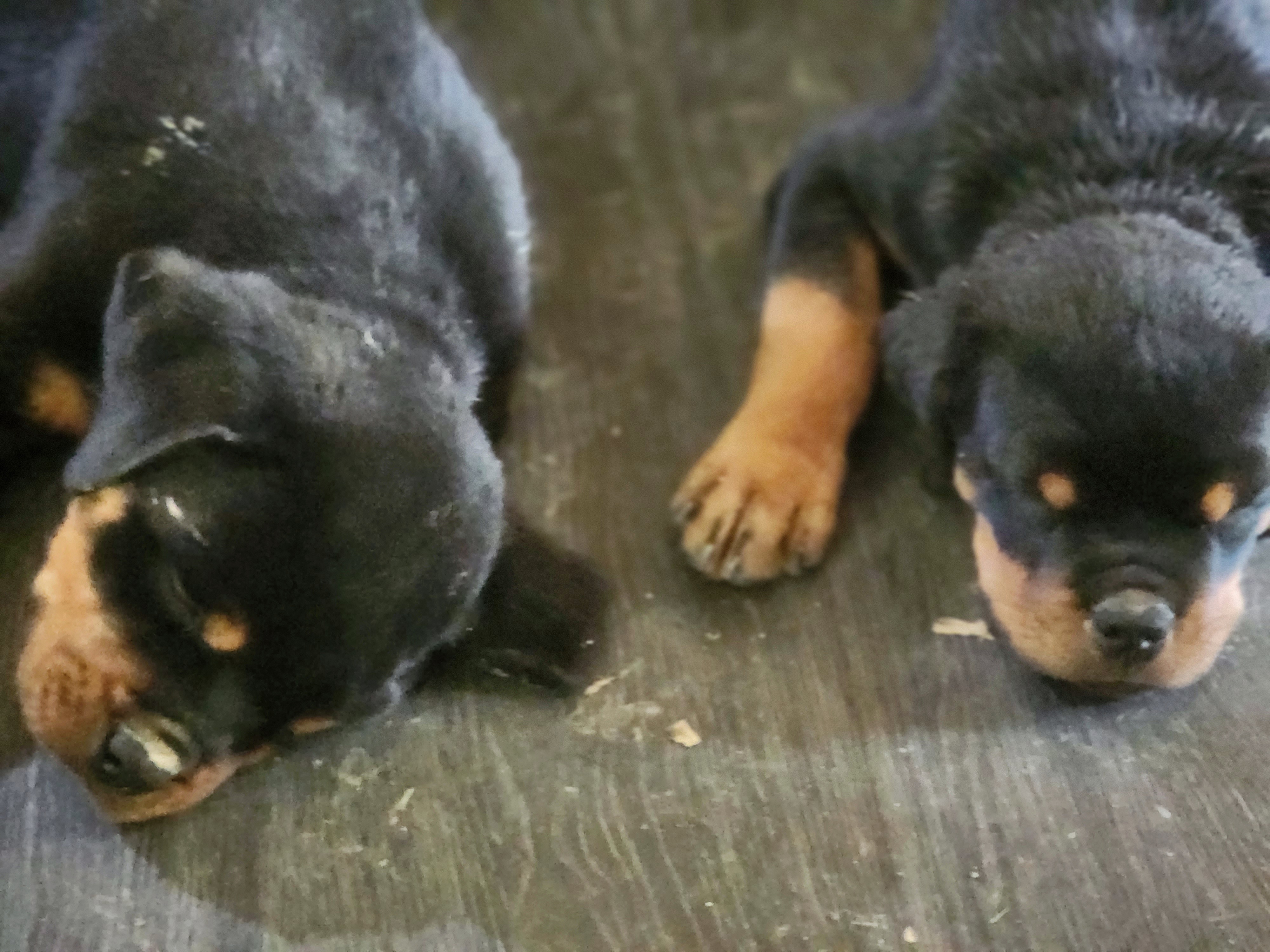 Rottweiler Puppies from S.L Rottweilers