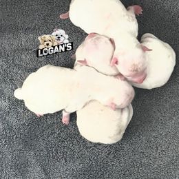 Girl 2 - White female Maltese puppy in Paden, Oklahoma from Logan's Perfect Puppies