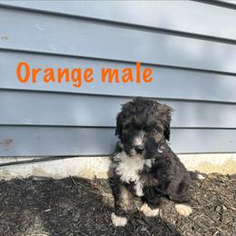 Orange - male Bernedoodle puppy in Delton, Michigan from Rocky Top Acres
