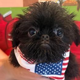 Molly - Black female Brussels Griffon puppy in Brooks, Georgia from Brooks Berner Bears & Brussels Griffons