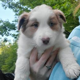 Chloe - Lilac female Border Collie puppy in Chester, Vermont from Countryside Border Collies