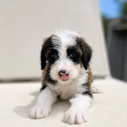 Shillelagh - Brown and white female Sheepadoodle puppy in Rocky Point, North Carolina from CelticDoods