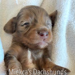 Baby saja - Dapple male Dachshund puppy in Orem, Utah from Miekca’s Dachshunds