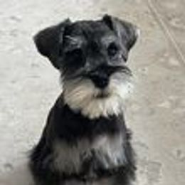 Miniature Schnauzer Puppies from Pups With Potential