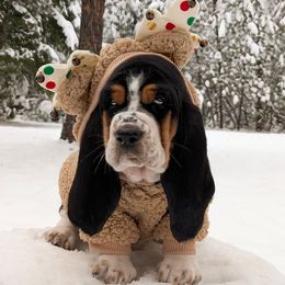 Happy - Black brown and white male Basset Hound puppy in Polson, Montana from BeautyBea's Flathead Lake Bassets