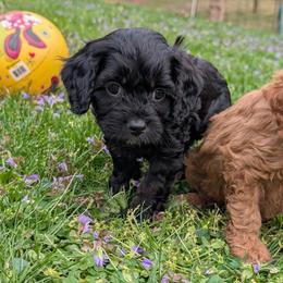 Peep - Black and tan male Cavapoo puppy in Coshocton, Ohio from Forever Family Puppies