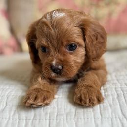 Halo- Sage collar - Red female Cavapoo puppy in Beckley, West Virginia from By Design Doodles