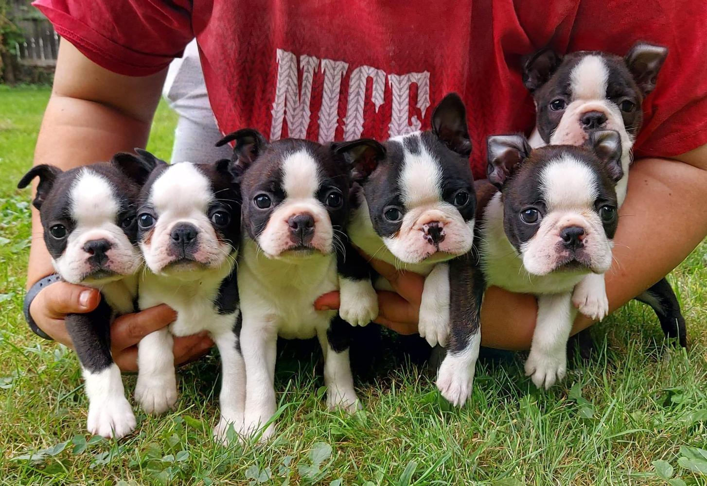 An armful of Boston Terrier puppies