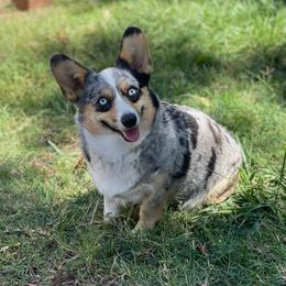 Lexie - American Corgi