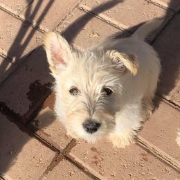 Scottish Terrier Puppies from Azscotties