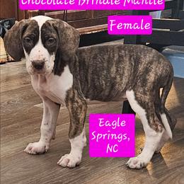 Chocolate Brindle Mantle Female - Chocolate brindle female Great Dane puppy in Biscoe, North Carolina from Clouser's Bodacious Danes