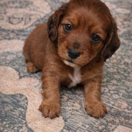 Guinness - Sable male Dachshund puppy in Springfield, Missouri from Queen City Sausage Dogs