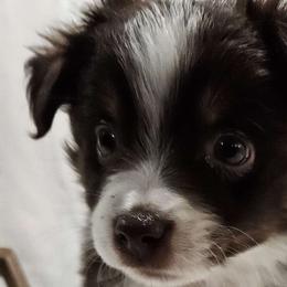 Teddy - Miniature Australian Shepherd puppy in Olton, Texas from Rejino Mini & Toy Aussies