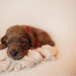 Pepper - Red  male Goldendoodle puppy in Georgia from Mother of Golden Doodles
