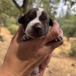 Teton - Lavender Collar - Liver roan female German Shorthaired Pointer puppy in Mokelumne Hill, California from Underhill GSP