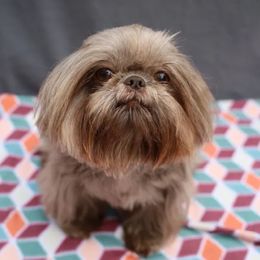 Bebe - Shih Tzu