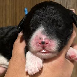 Boy 2 - male Bernedoodle puppy in Coopersburg, Pennsylvania from Deutsch Hund Haus