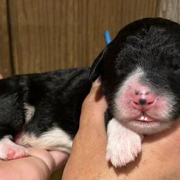 Boy 2 - male Bernedoodle puppy in Coopersburg, Pennsylvania from Deutsch Hund Haus