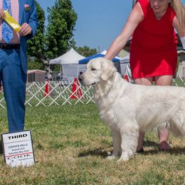 Star - Golden Retriever