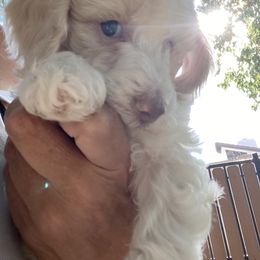 Australian Cobberdog Puppies from Mud Pies Australian Cobberdogs