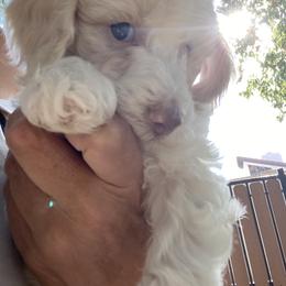 Australian Cobberdog Puppies from Mud Pies Australian Cobberdogs