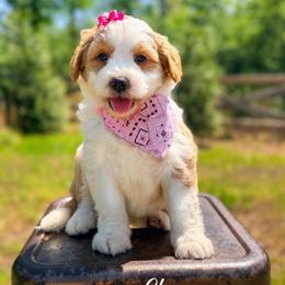 Cheyenne - Red female Aussiedoodle puppy in Chattanooga, Tennessee from Remedy Ranch Aussiedoodles