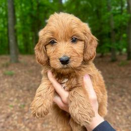 Ocean - Red  female Goldendoodle puppy in Kenansville, North Carolina from J+A Family Doodles