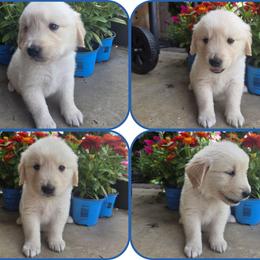 Baby Boy Dark Blue - Light golden male Golden Retriever puppy in Clarksville, Tennessee from 255 Goldens