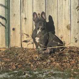 Violet - French Bulldog