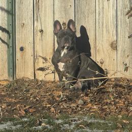 Violet - French Bulldog
