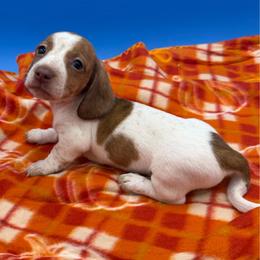 Reserved - Piebald female Dachshund puppy in Spanaway, Washington from 11 Oaks Kennels