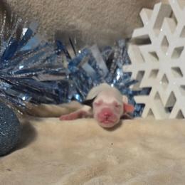 Pepper - White and black male Dalmatian puppy in Claremore, Oklahoma from Lotsofdots Dalmatians