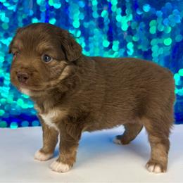 Cardinal - Red tri male Toy Australian Shepherd puppy in Smithville, Arkansas from Cooper Creek Aussies