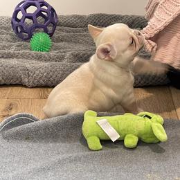 French Bulldog Puppies from Boise French Bulldogs