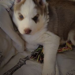 Boy 2 - Red and white Siberian Husky puppy in Starks, Louisiana from Southland Husky Kennels LLC.