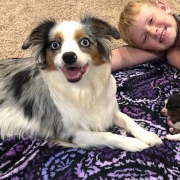 Miniature Australian Shepherds and Toy Australian Shepherds from JRT Toy & Mini Aussies