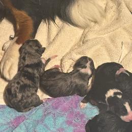 Mara - Tri-color female Bernedoodle puppy in Springfield, Missouri from Doodle Dandy Bernedoodles