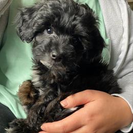 Hazel - Black female Goldendoodle puppy in Eaton, Ohio from Dezi’s Sonshine Doodles