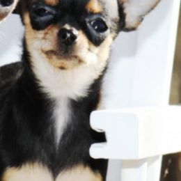 Chihuahuas from Bart's Place