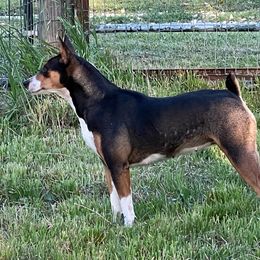 Boomerang - Rat Terrier