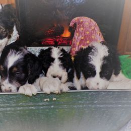Aussiedoodle Puppies from Lotadoodle Farms