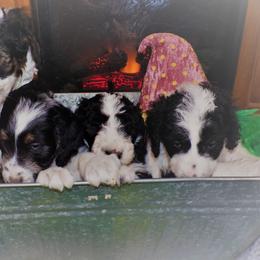 Aussiedoodle Puppies from Lotadoodle Farms