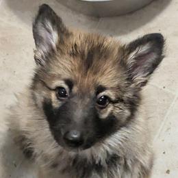 Ratite - Sable female German Shepherd puppy in Olean, New York from F&B Kennels