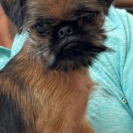 Goblin - Red male Brussels Griffon puppy in Litchfield Park, Arizona from Melody Lane Brussels Griffons